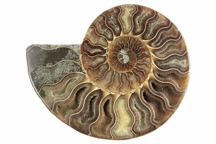 Cut & Polished Ammonite Fossil (Half) - Madagascar #191558